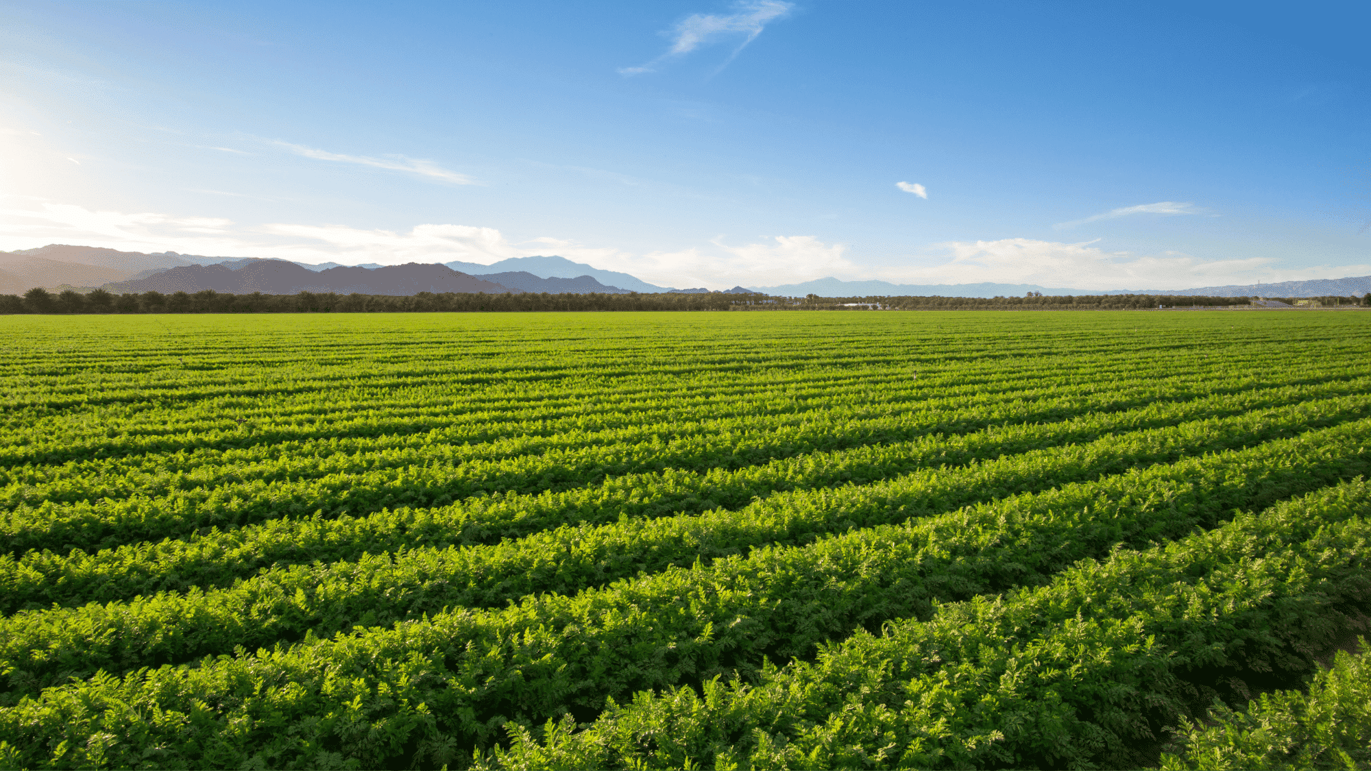 farm accounting software